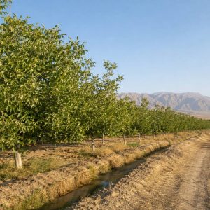 Akto Kay Walnut Orchards in Uqturpan
