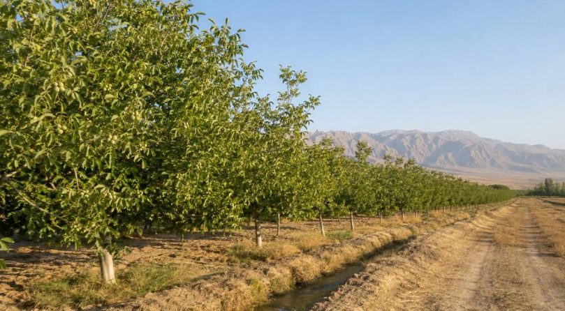 Akto Kay Walnut Orchards in Uqturpan