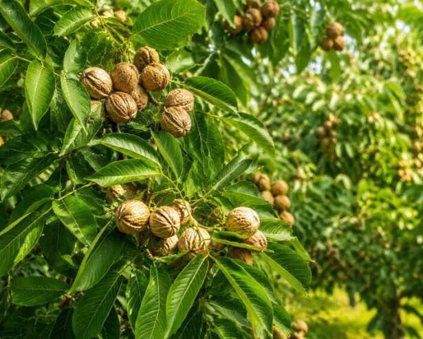 walnut tree walnut tree