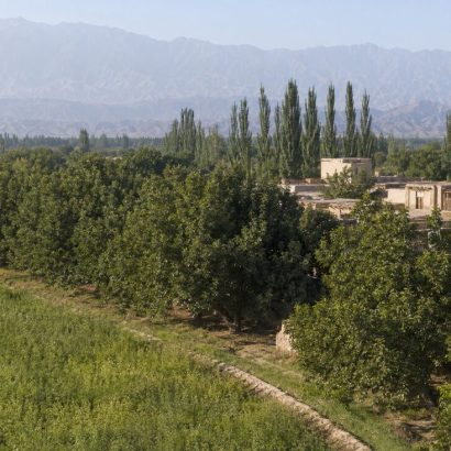 Akto Kay Walnut Orchards