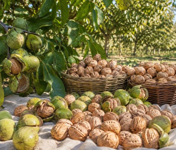 Fresh Walnuts in Shell from the New Harvest