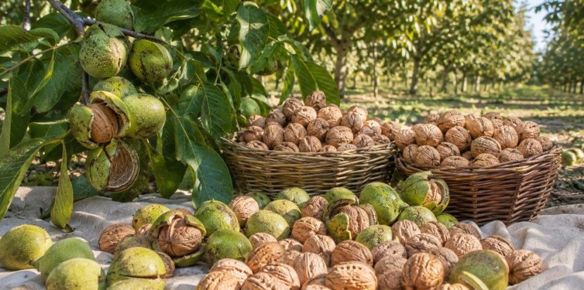 Fresh Walnuts in Shell from the New Harvest