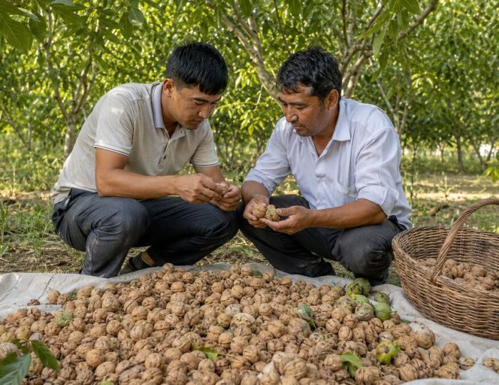 In-Shell Walnuts: Quality, Uses and Buying Tips