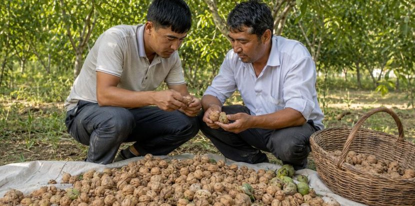 In-Shell Walnuts: Quality, Uses and Buying Tips