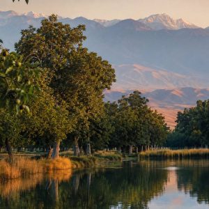 Ishlamchi Walnut Orchards in Wensu