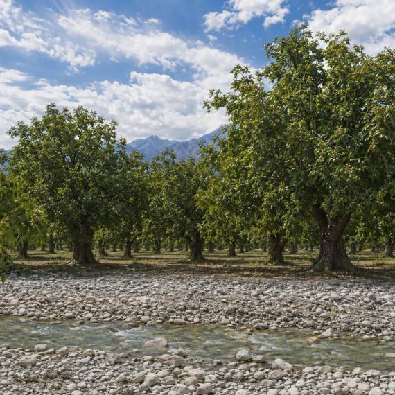 Jam Walnut Orchards in Wensu Jam Walnut Orchards in Wensu