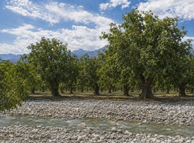 Jam Walnut Orchards in Wensu