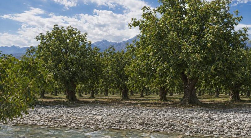 Jam Walnut Orchards in Wensu