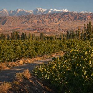Kekeya Walnut Orchards in Wensu