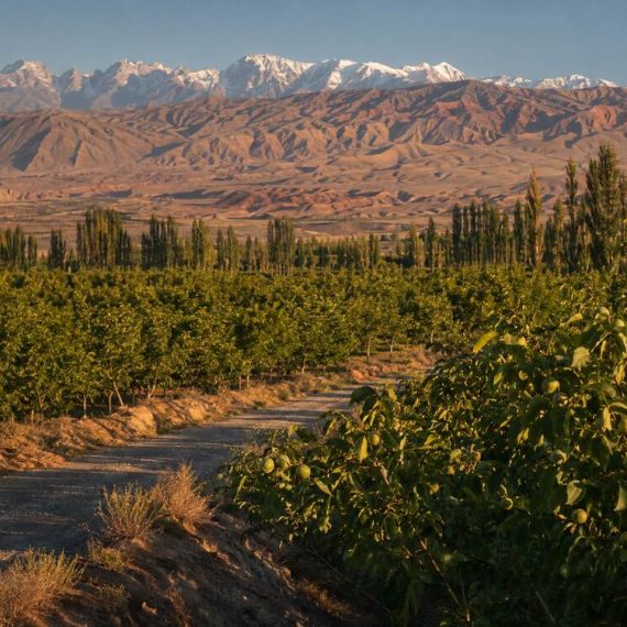 Kekeya Walnut Orchards in Wensu Kekeya Walnut Orchards in Wensu