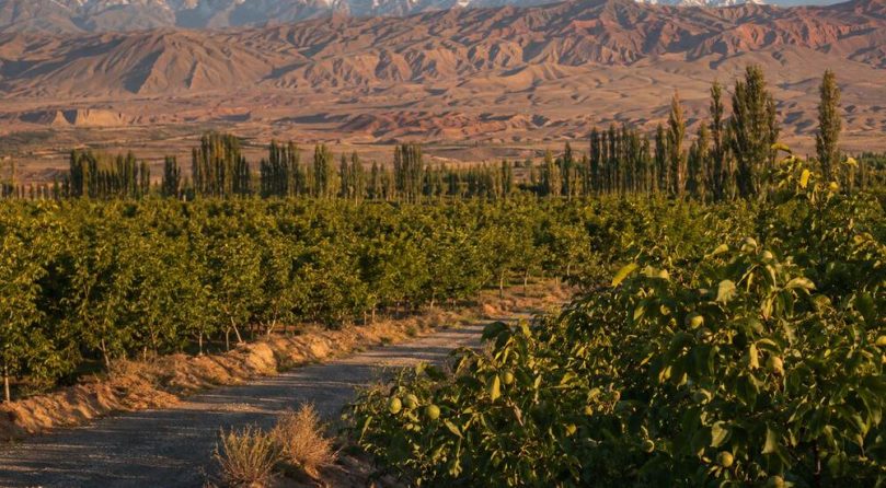 Kekeya Walnut Orchards in Wensu