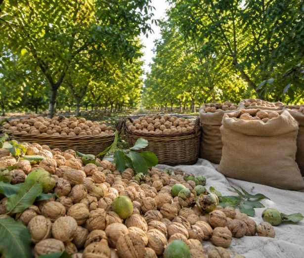 Natural In-Shell Walnuts from Orchard to Market