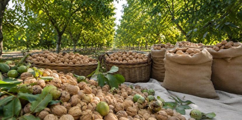 Natural In-Shell Walnuts from Orchard to Market