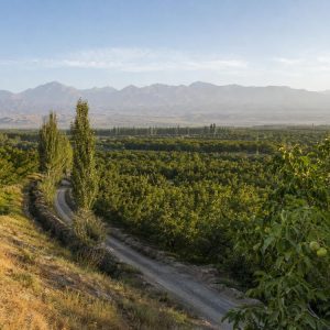 Premium Walnuts from Imamlirim Orchards