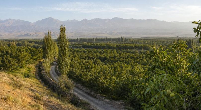 Premium Walnuts from Imamlirim Orchards