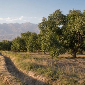 Qia’erbagh Walnut Orchards in Yecheng