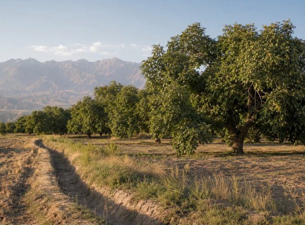 Qia’erbagh Walnut Orchards in Yecheng
