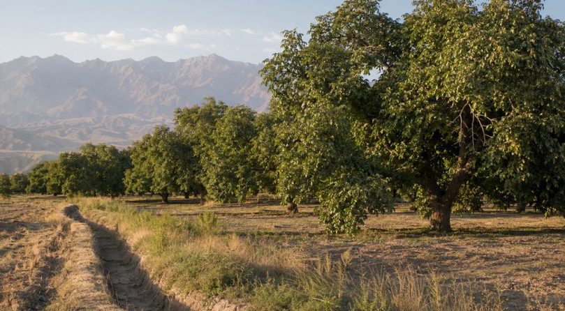 Qia’erbagh Walnut Orchards in Yecheng