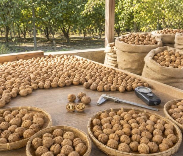 Raw Walnuts in Shell: A Complete Sourcing Guide