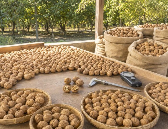 Raw Walnuts in Shell: A Complete Sourcing Guide