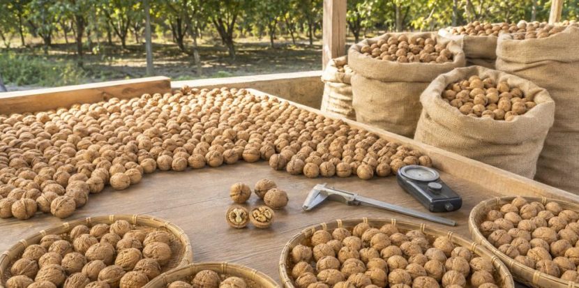 Raw Walnuts in Shell: A Complete Sourcing Guide