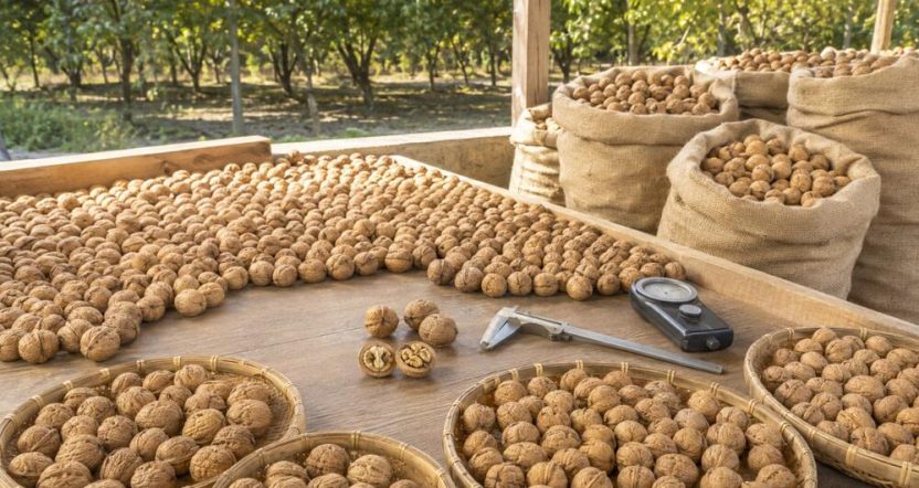 Raw Walnuts in Shell: A Complete Sourcing Guide