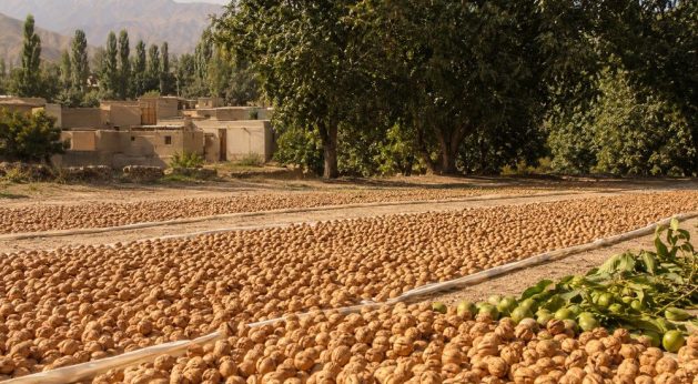 Frutteti di Uqturpan