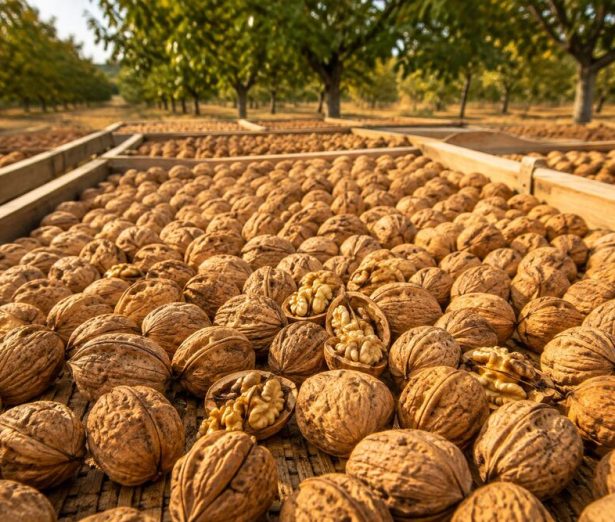 Why Properly Dried Walnuts Deliver Better Quality