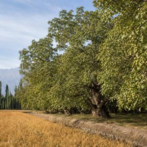 Yiganqi Walnut Orchards in Aksu