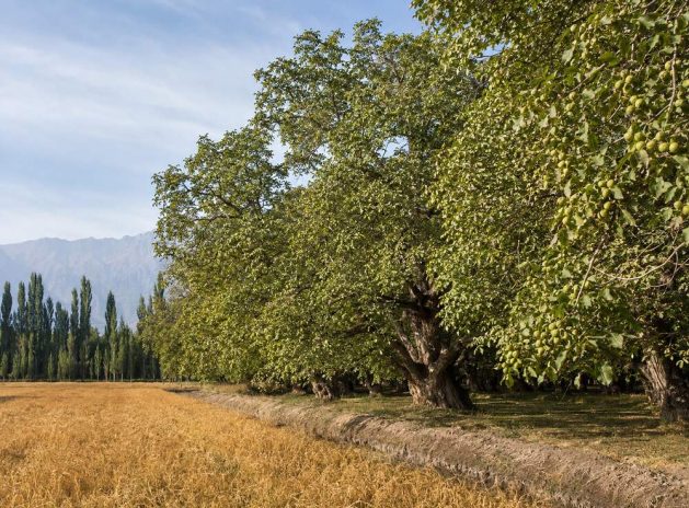 Yiganqi Walnut Orchards in Aksu