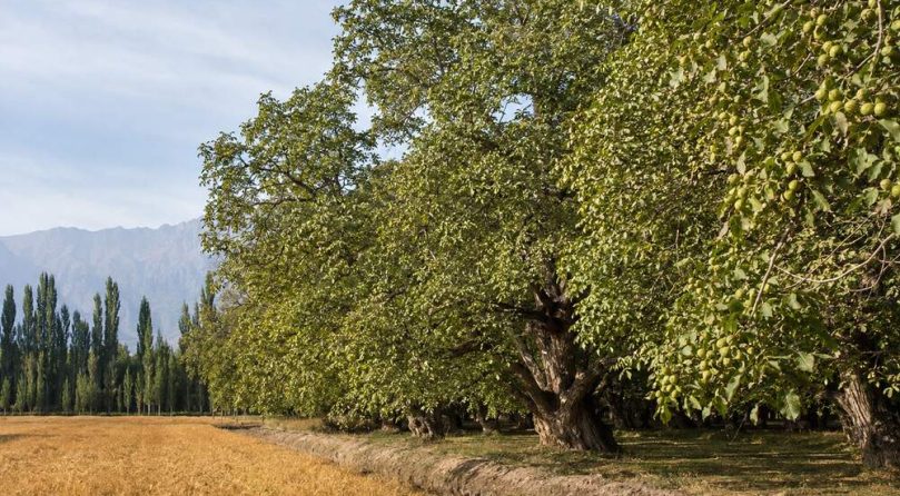 Yiganqi Walnut Orchards in Aksu