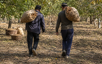 walnut orchards