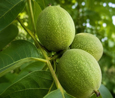 walnut tree